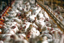 Un élevage de poulet au Brésil (illustration)