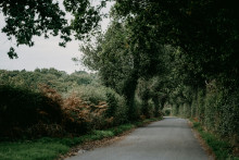 Des arbustes au bord d'un chemin