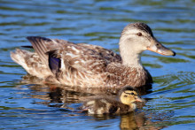 Illustration d'un canard et de son caneton.