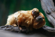 Des singes dorés