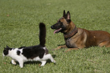 Un chat et un chien (Illustration)