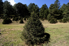 Un sapin dans une plantation de sapins (Illustration)