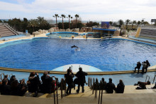 Un spectacle de dauphins à Marineland, en 2016 (image d'illustration).