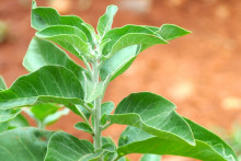Ashwagandha