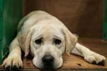 Un chien triste (Illustration).
