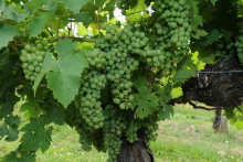 Photo d'une grappe de raisins en 2014, à Vauchretien