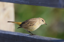 Ce samedi et ce dimanche est organisé le comptage national des oiseaux des jardins.