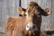 Oupette, la vache limousine égérie du 61e salon de l'agriculture