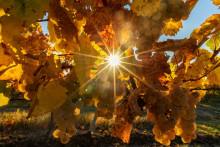 Des vignes sous le soleil automnal à Wolxheim, dans le Bas-Rhin