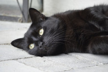 Un chat.