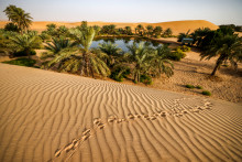 Un oasis au milieu du désert