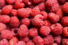 Des framboises (illustration)