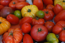 Des tomates (illustration)