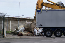 Le corps de la baleine échouée dans le port de Calais.