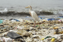 Un oiseau debout sur une plage couverte de déchets, dans la baie de Hann, à Dakar.