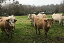 Des vaches (Illustration)