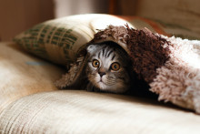 Un chat (illustration)