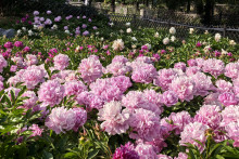 Parterre de pivoines en Chine.
