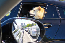 Chien en voiture (illustration).