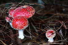 Ici, des champignons Amanita muscaria observés dans un jardin en Pologne.