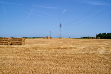 Champ en Vendée touché par la sécheresse