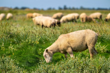 Des moutons de pré-salé dans les mollières, Baie de Somme en France.