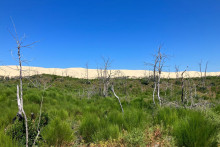 La forêt a disparu, près de la Dune du Pilat.