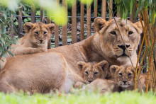 La lionne Gina et les lionceaux de sa première portée