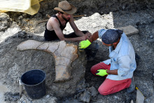 Excavateur du musée d'Histoire naturelle
