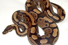 Un python s'est échappé à Morsang-sur-Orge