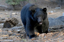 Un ours noir de près de 135 kilos (illustration).