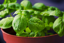 Un plant de basilic.