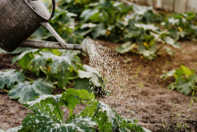 Un arrosoir dans un jardin (image d'illustration).