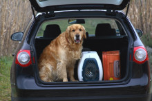 Un chien et un chat dans une voiture (image d'illustration).