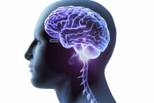 Illustration d'un cerveau