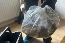 Le rat de plus de 56 centimètres découvert au Royaume-Uni.