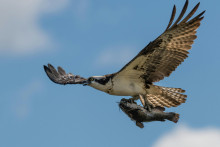 Un oiseau tenant un poisson (image d'illustration).