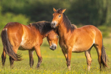 Illustration de chevaux