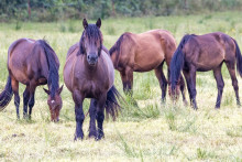 Chevaux dans un champ