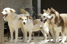 Des chiens observent au sanctuaire SFT (Sanctuaire de la Faune de Tanger), à l'est de Tanger, Maroc, le 24 juillet 2025.
