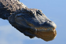 Un alligator, le 13 janvier 2025 à Delray Beach, en Floride.