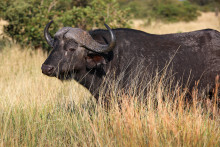 Un buffle aperçu à Limpopo, en Afrique du Sud, en mars 2024