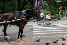 Des chevaux de calèche traversent Central Park, dans le centre de Manhattan, le 6 août 2025, à New York. Une pratique controversée après la mort d'une jument, qui s'est effondrée et est décédée dans la rue le 5 août, à New York.