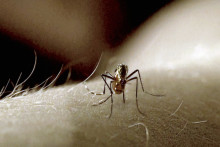 Moustique (image d'illusration)