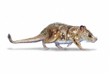 Une image reconstituée du mammifère dont le fossile a été découvert au Chili.