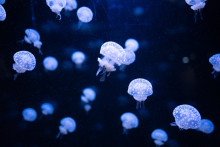 Des méduses à l'aquarium de La Rochelle.
