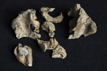 Crâne fossile partiel d'un Janjucetus dullardi, une baleine aux dents acérées qui parcourait les mers, il y a 26 millions d'années, aux Musées Victoria de Melbourne (Australie).
