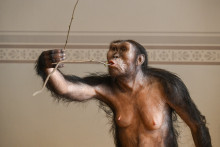 L'australopithèque Lucy au Musée National de Prague (République Tchèque), le 4 février 2025.
