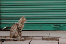 Un chat dans une rue (illustration).