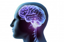 Illustration d'un cerveau